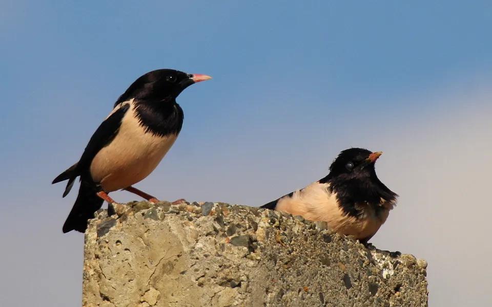 Rosy Starling (Pastor roseus) — photo 3 of 5