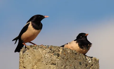 Rosy Starling (Pastor roseus) — photo 3 of 5