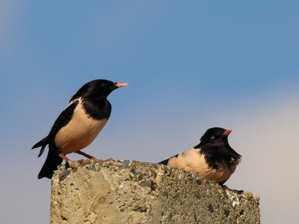 Rosy Starling (Pastor roseus) — photo 3 of 5