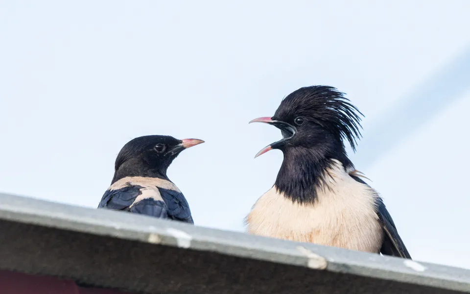 Rosy Starling (Pastor roseus) — photo 4 of 5
