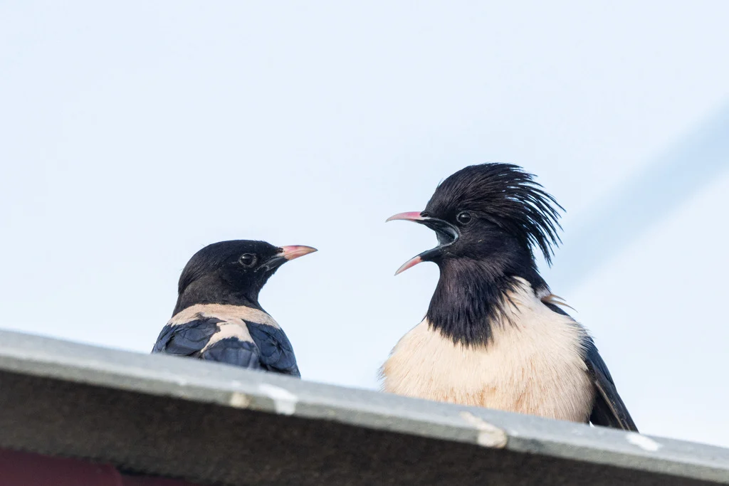 Rosy Starling (Pastor roseus) — photo 4 of 5