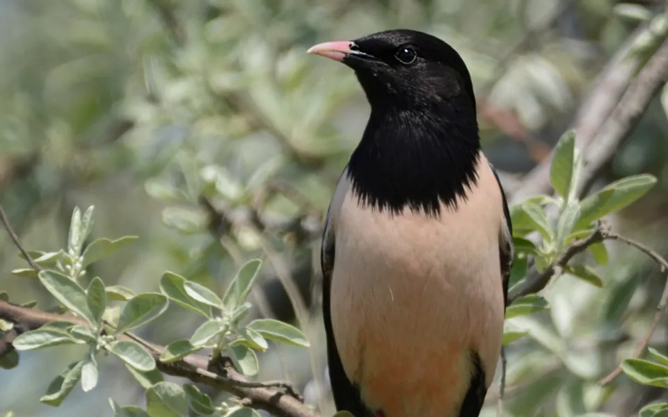 Rosy Starling (Pastor roseus) — photo 5 of 5