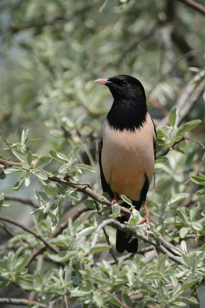 Rosy Starling (Pastor roseus) — photo 5 of 5