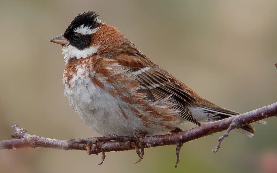 Rustic Bunting (Emberiza rustica) — photo 1 of 4