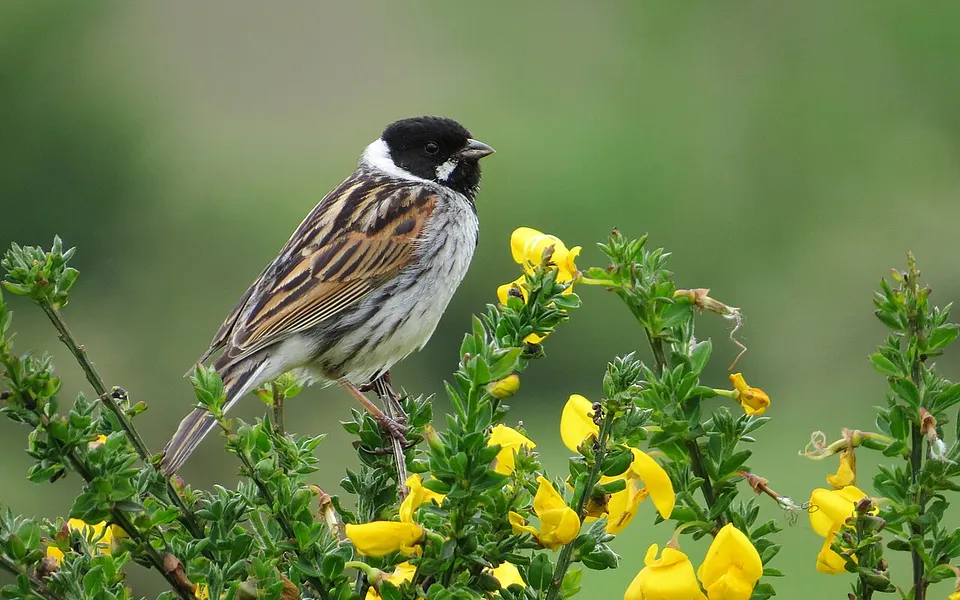 Reed Bunting (Emberiza schoeniclus) — photo 1 of 4