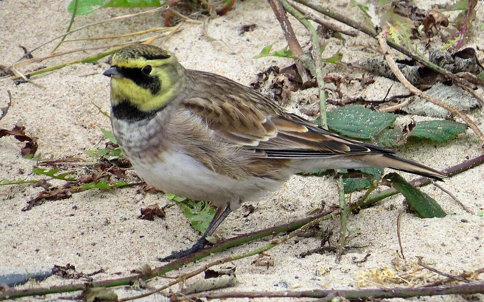 Horned Lark (Eremophila alpestris) — photo 1 of 4