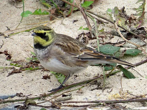 Horned Lark