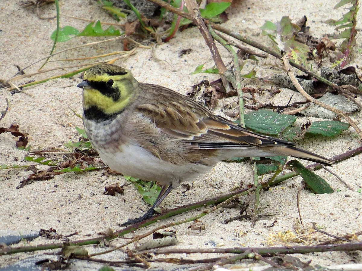 Horned Lark