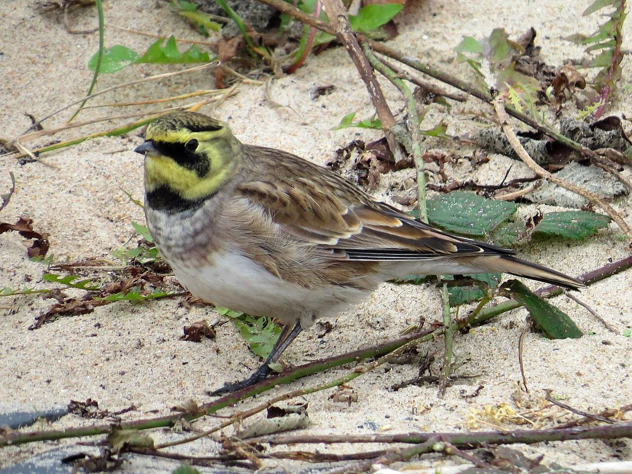 Horned Lark