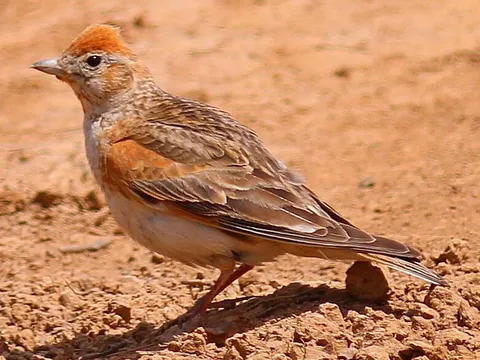 White-winged lark