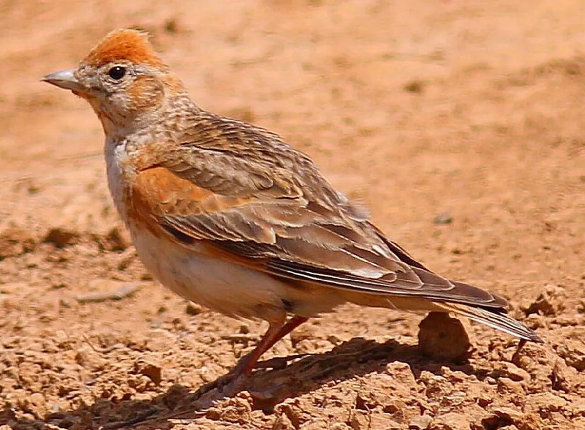 White-winged lark (Alauda leucoptera) — photo 1 of 3