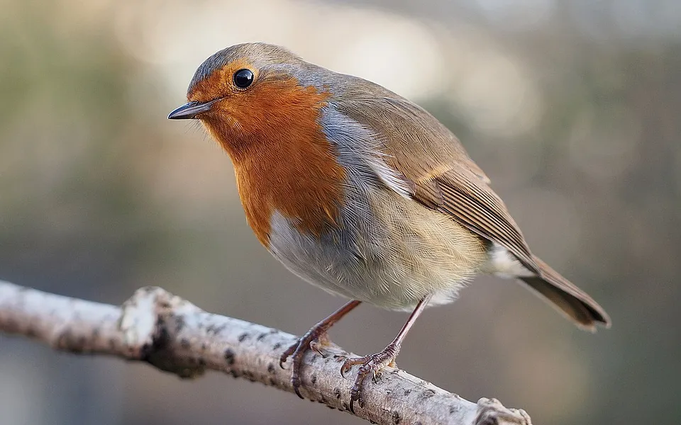 European Robin (Erithacus rubecula) — photo 1 of 5