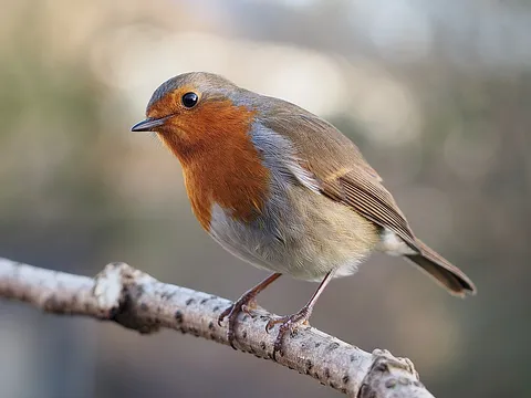 European Robin