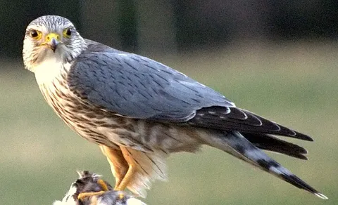 Merlin