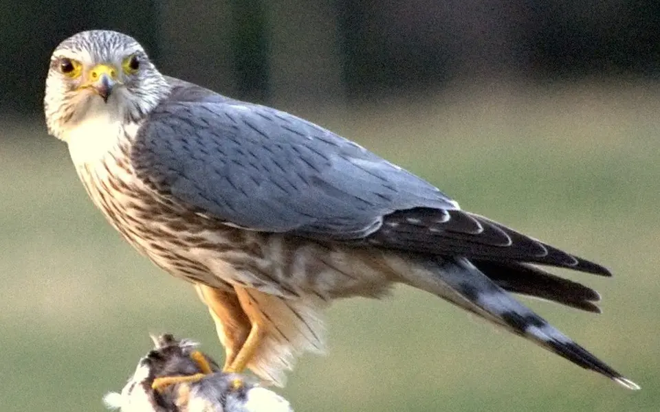 Merlin (Falco columbarius) — photo 2 of 5