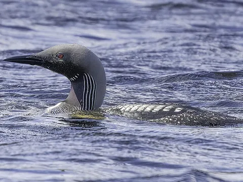 Arctic Loon (Gavia arctica) — photo 3 of 4