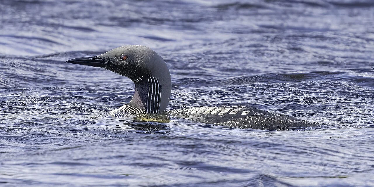 Arctic Loon (Gavia arctica) — photo 3 of 4