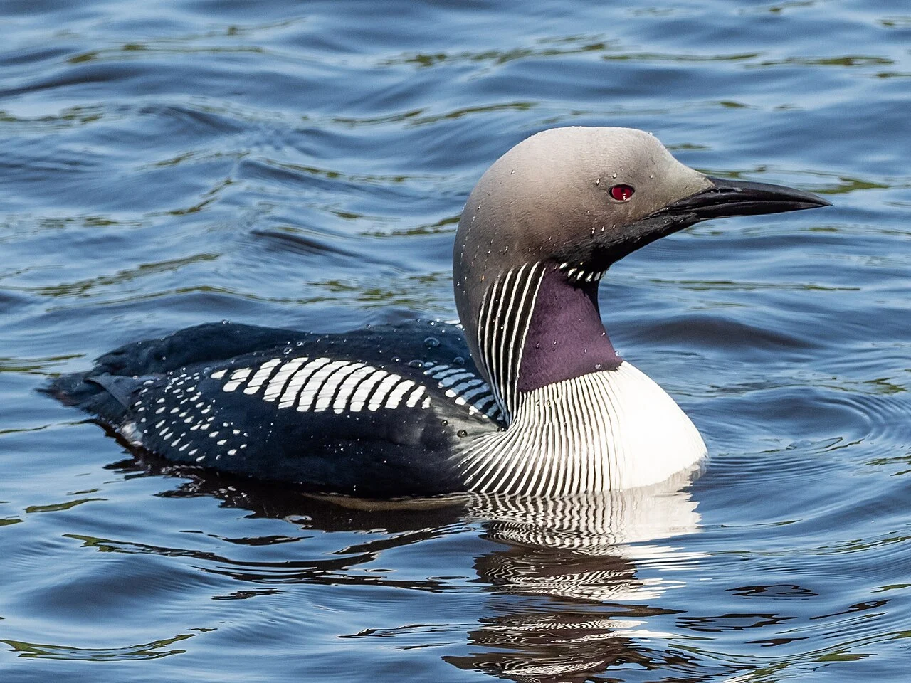 Arctic Loon (Gavia arctica) — photo 2 of 4