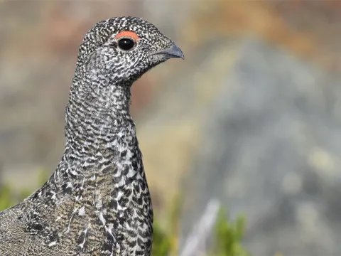 Willow Ptarmigan (Lagopus lagopus) — photo 2 of 4