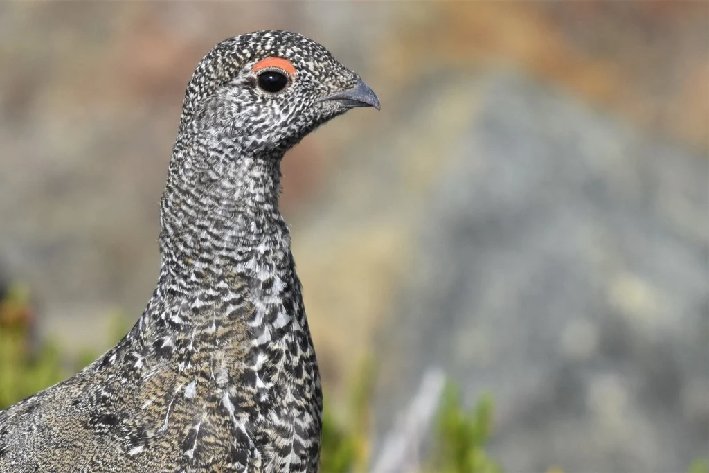 Willow Ptarmigan (Lagopus lagopus) — photo 2 of 4