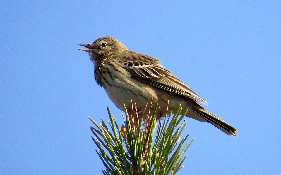 Tree Pipit (Anthus trivialis) — photo 1 of 3