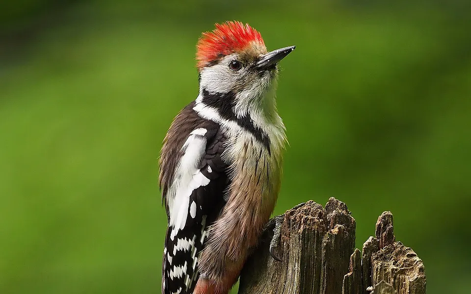Middle Spotted Woodpecker (Dendrocoptes medius) — photo 1 of 4