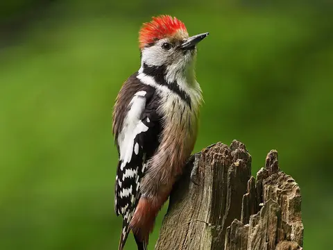 Middle Spotted Woodpecker