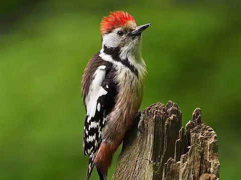 Middle Spotted Woodpecker