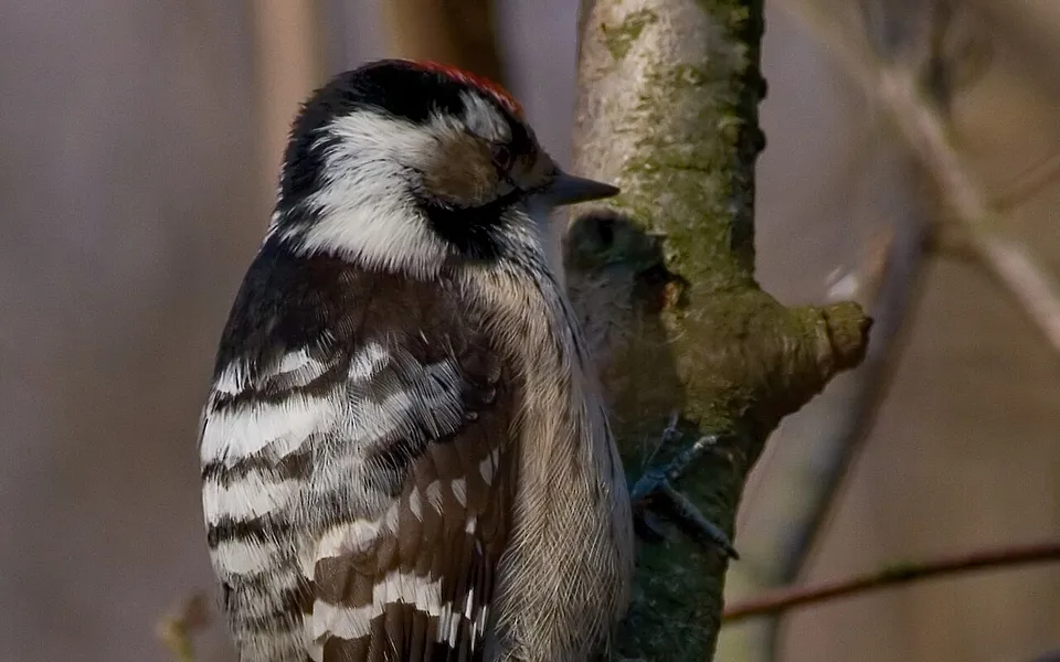 Lesser Spotted Woodpecker (Dryobates minor) — photo 1 of 4