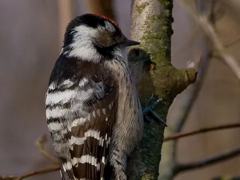 Lesser Spotted Woodpecker
