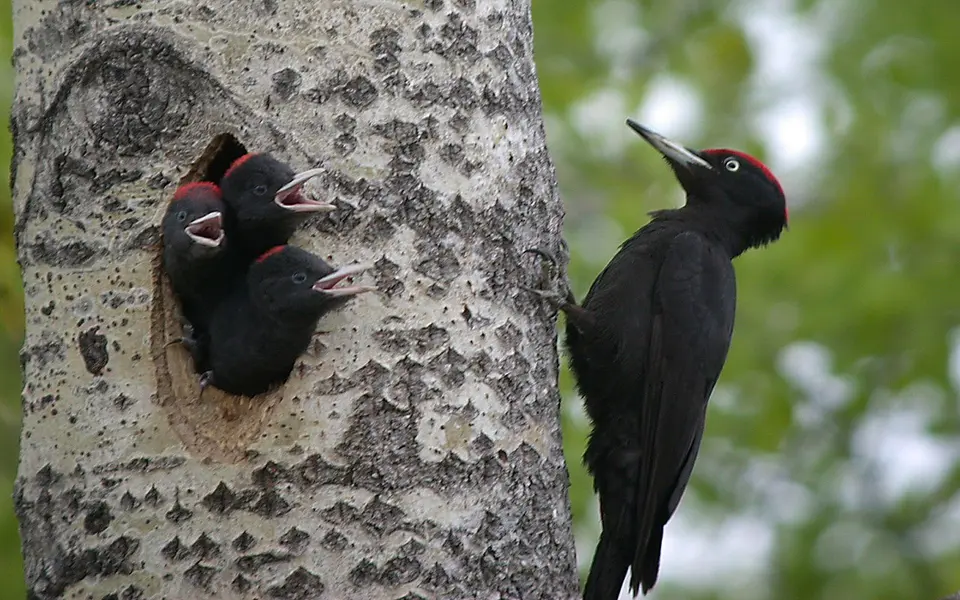 Black Woodpecker (Dryocopus martius) — photo 1 of 3