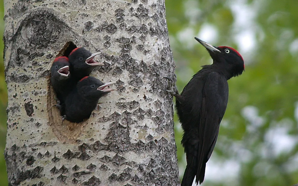 Black Woodpecker