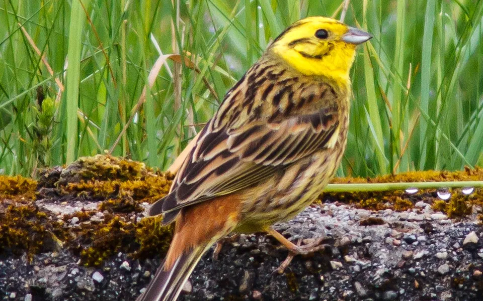 Yellowhammer (Emberiza citrinella) — photo 1 of 5