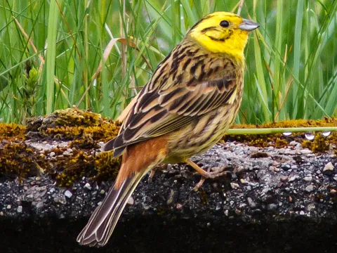 Yellowhammer
