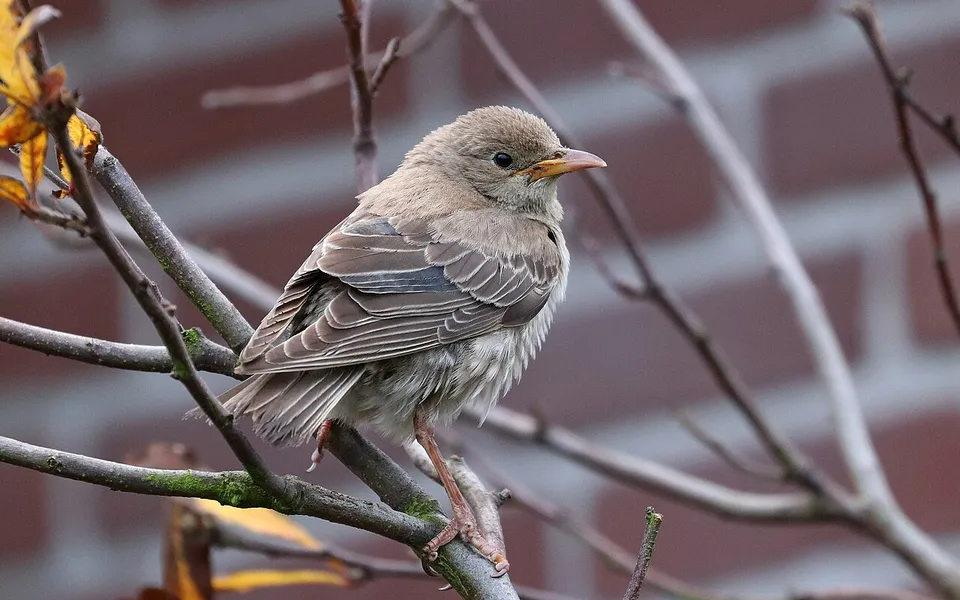 Rosy Starling (Pastor roseus) — photo 2 of 5