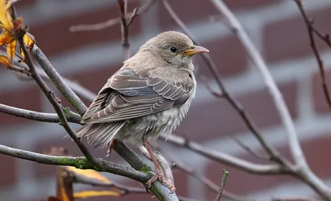 Rosy Starling (Pastor roseus) — photo 2 of 5