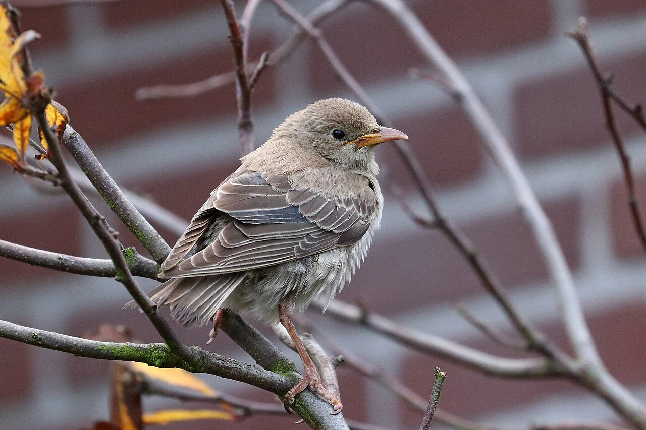 Rosy Starling (Pastor roseus) — photo 2 of 5