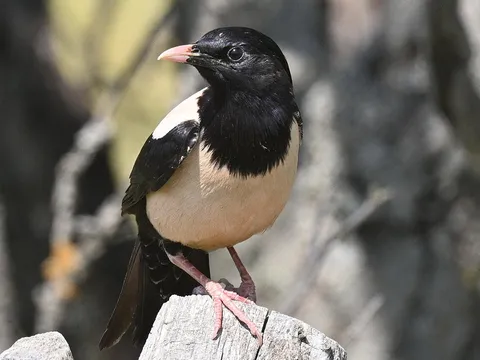 Rosy Starling