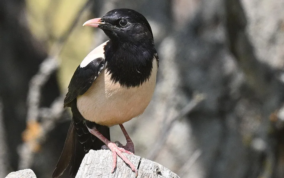 Rosy Starling (Pastor roseus) — photo 1 of 5