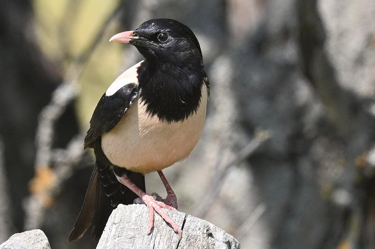 Rosy Starling (Pastor roseus) — photo 1 of 5
