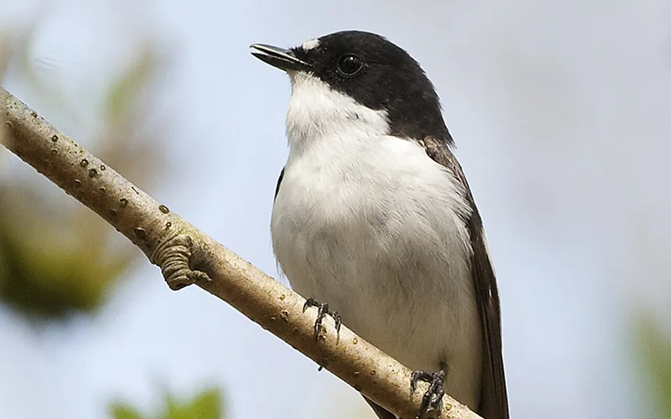 European Pied Flycatcher (Ficedula hypoleuca) — photo 1 of 5