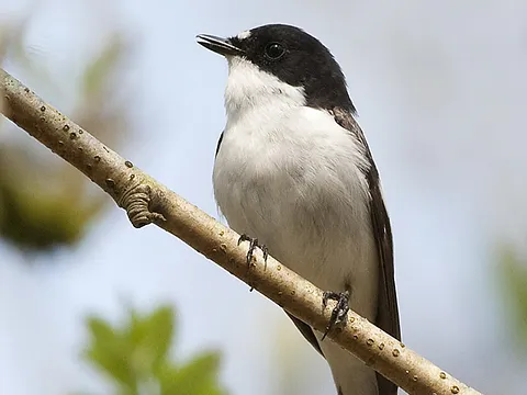 European Pied Flycatcher