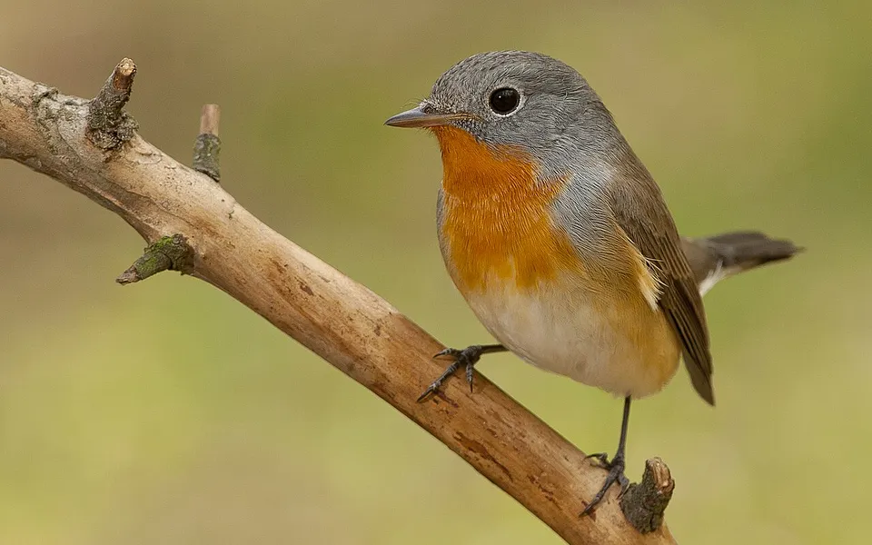 Red-breasted Flycatcher (Ficedula parva) — photo 1 of 5