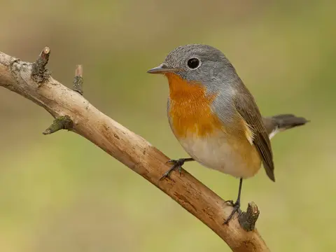 Red-breasted Flycatcher