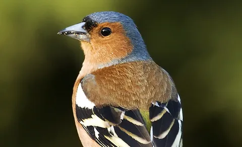 Common Chaffinch (Fringilla coelebs) — photo 2 of 4