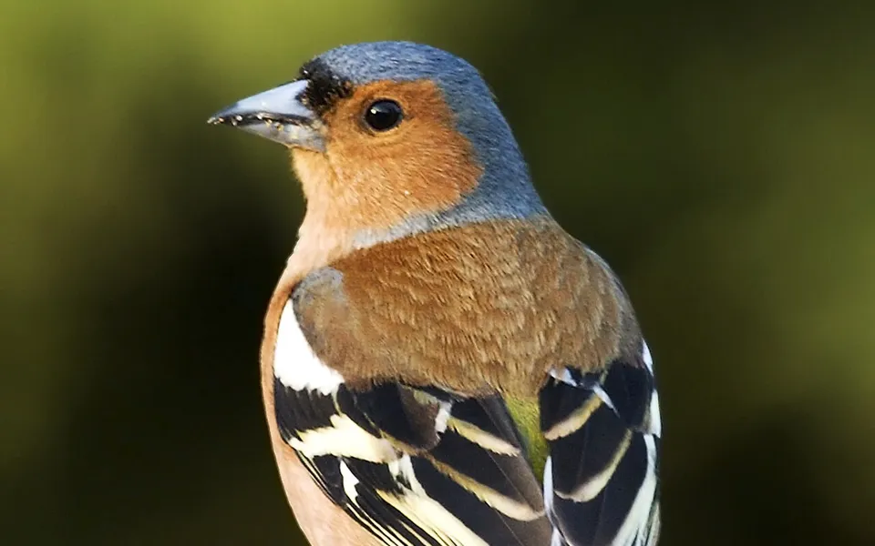 Common Chaffinch (Fringilla coelebs) — photo 2 of 4