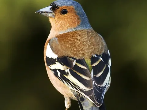 Зяблик