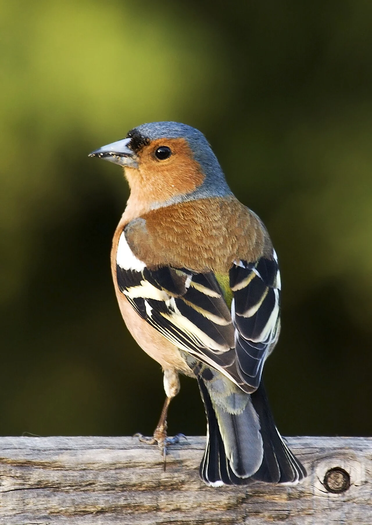 Common Chaffinch (Fringilla coelebs) — photo 2 of 4