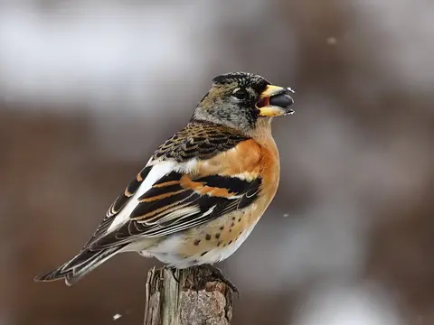 Brambling