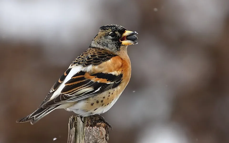 Brambling (Fringilla montifringilla) — photo 1 of 5